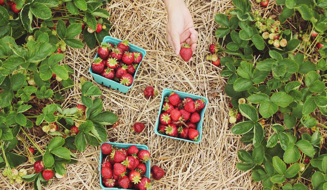 Why You Should Garden with Straw