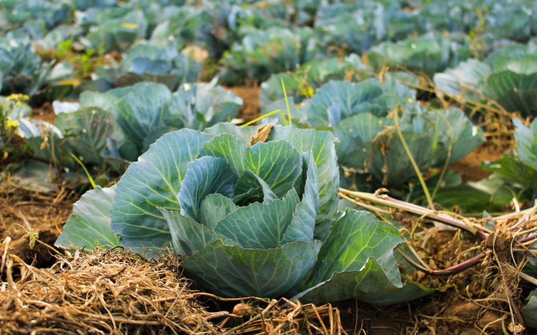 Why You Should Start a Straw Bale Garden