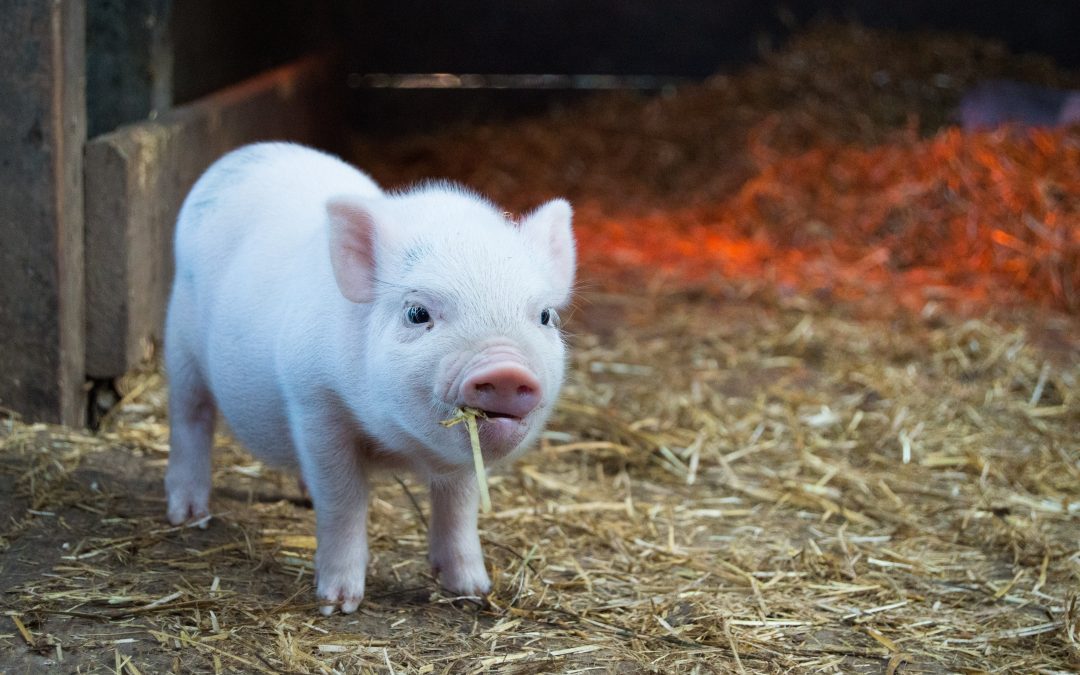 Uses for Straw in the Winter