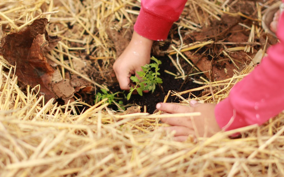 Using Straw as Mulch in your Garden